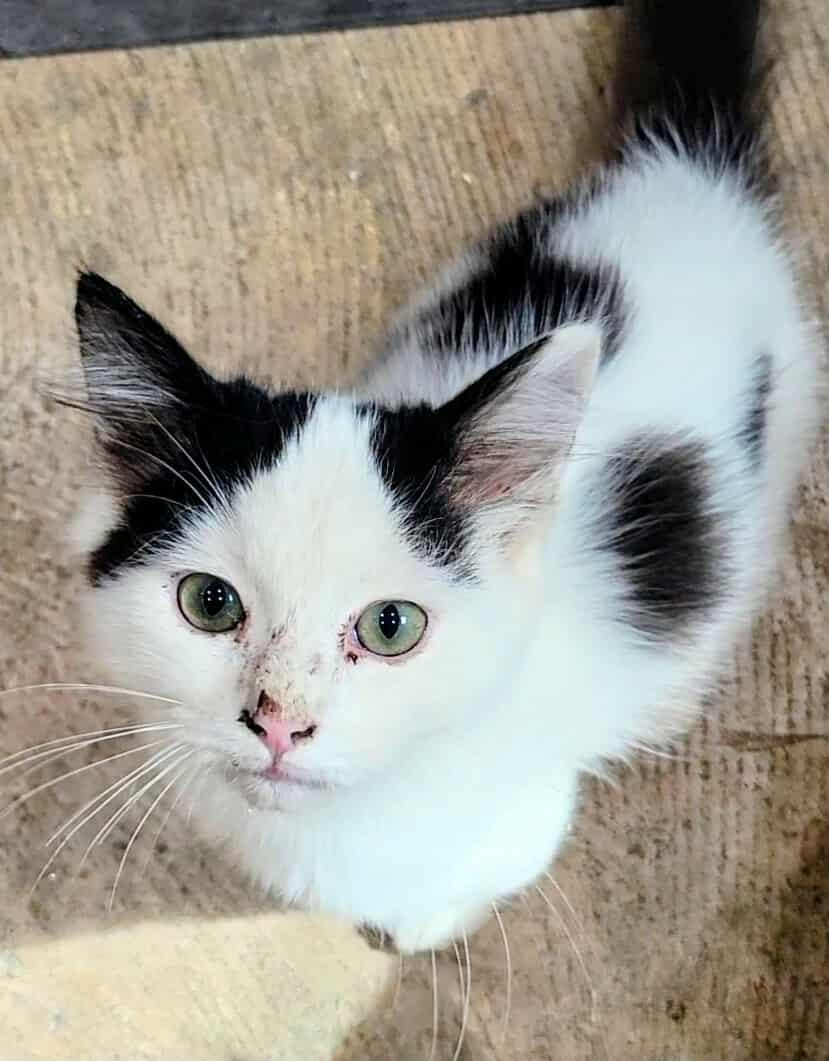 Gimli, a Adoptable mixed breed in Ennis, TX image 5/5