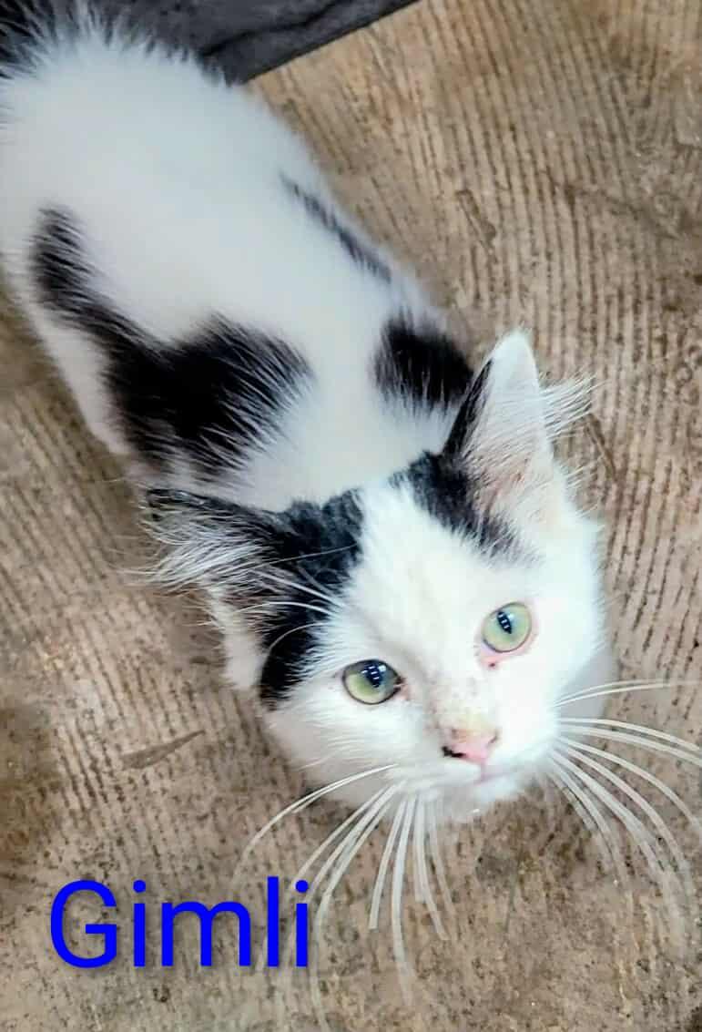 Gimli, a Adoptable mixed breed in Ennis, TX image 4/5