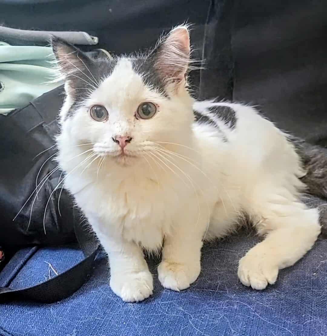 Gimli, Adoptable, Young Male Domestic Medium Hair.