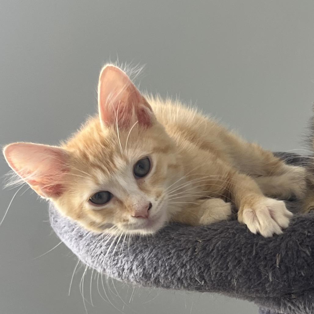 Jora, Adoptable, Kitten Female Domestic Short Hair.