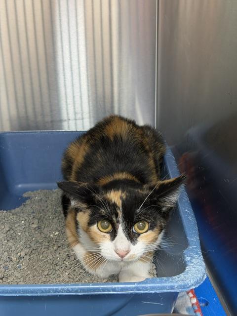 McNamara, adoptable, Kitten Female Domestic Short Hair.