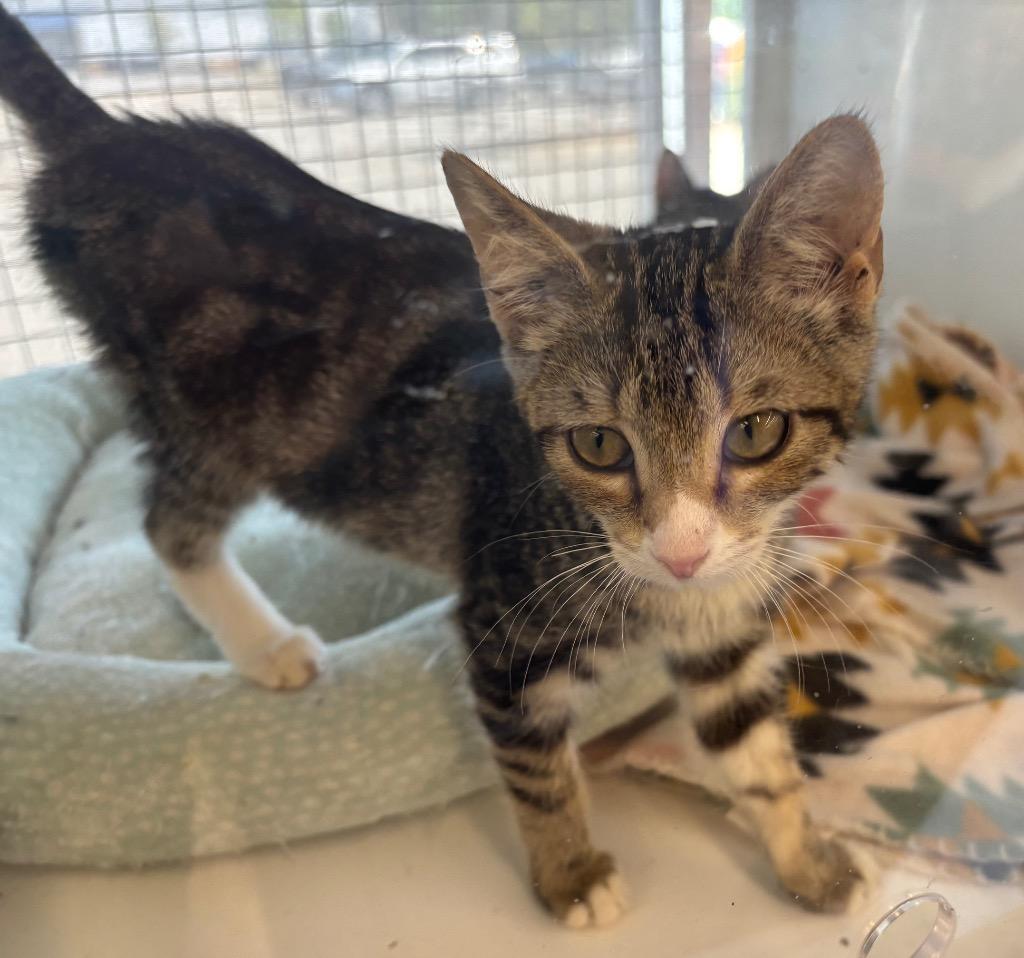 June aka Bimini, Adoptable, Kitten Female Domestic Short Hair.