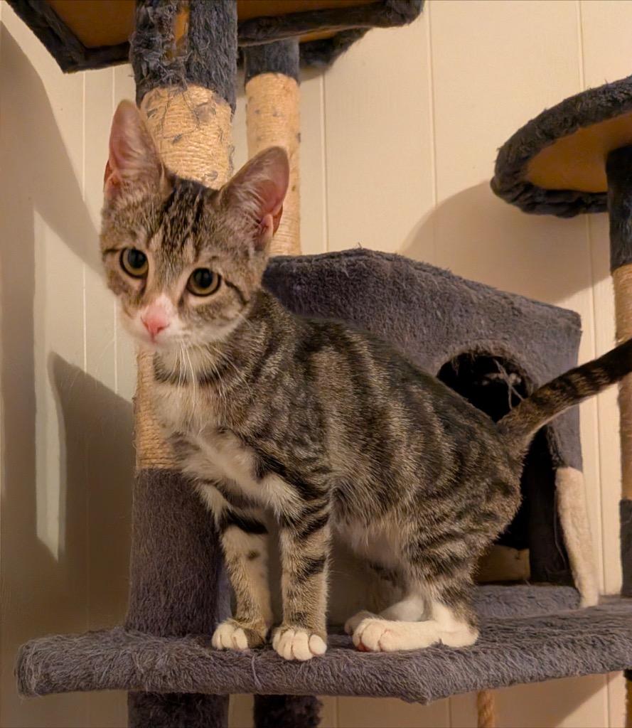 Enlarge June aka Bimini, a Adoptable Domestic Short Hair in Gorham, ME image 2/3