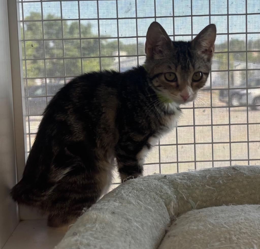 Enlarge June aka Bimini, a Adoptable Domestic Short Hair in Gorham, ME image 3/3
