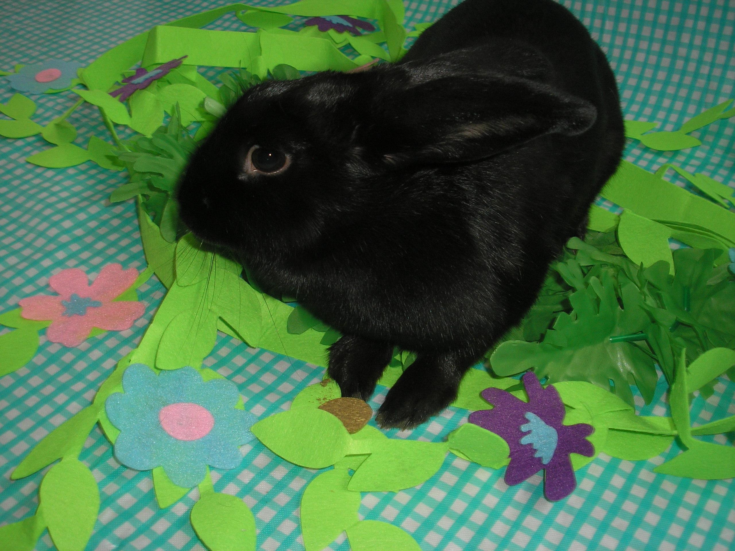 Ebony, an adoptable Beveren in Jefferson, LA image 4/5
