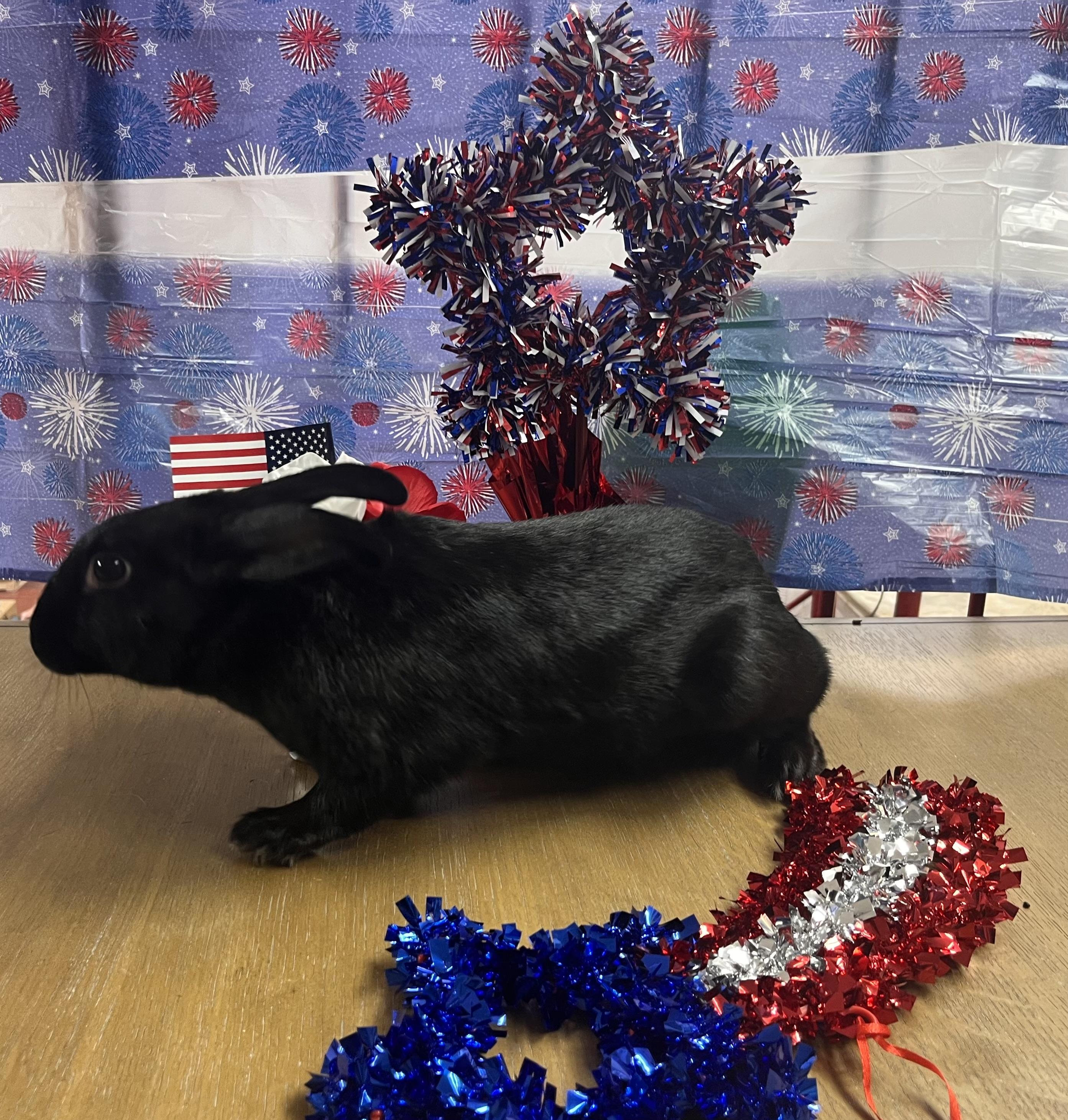 Ebony, an adoptable Beveren in Jefferson, LA image 3/3
