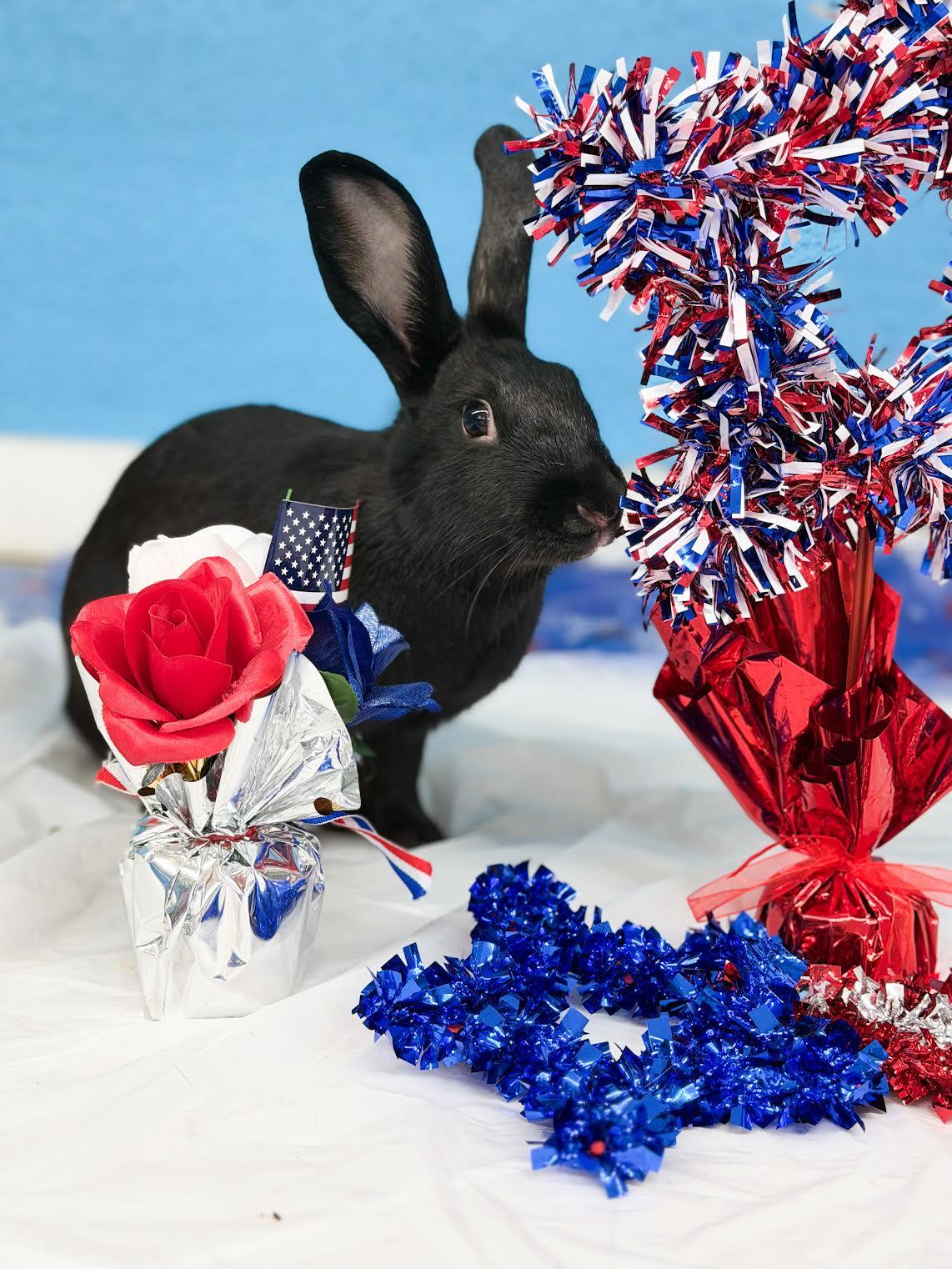 Ebony, an adoptable Beveren in Jefferson, LA image 1/5