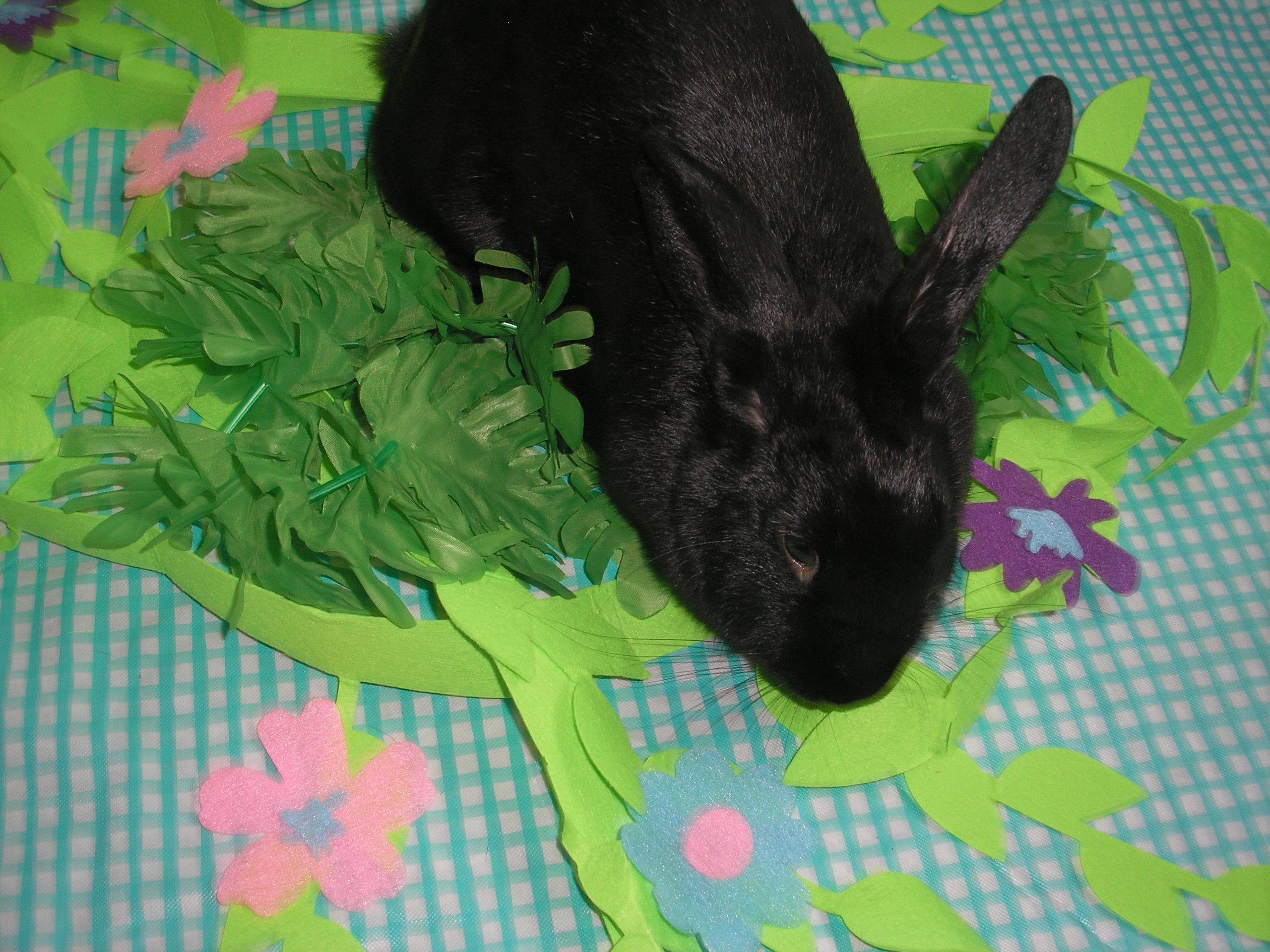 Ebony, an adoptable Beveren in Jefferson, LA image 5/5