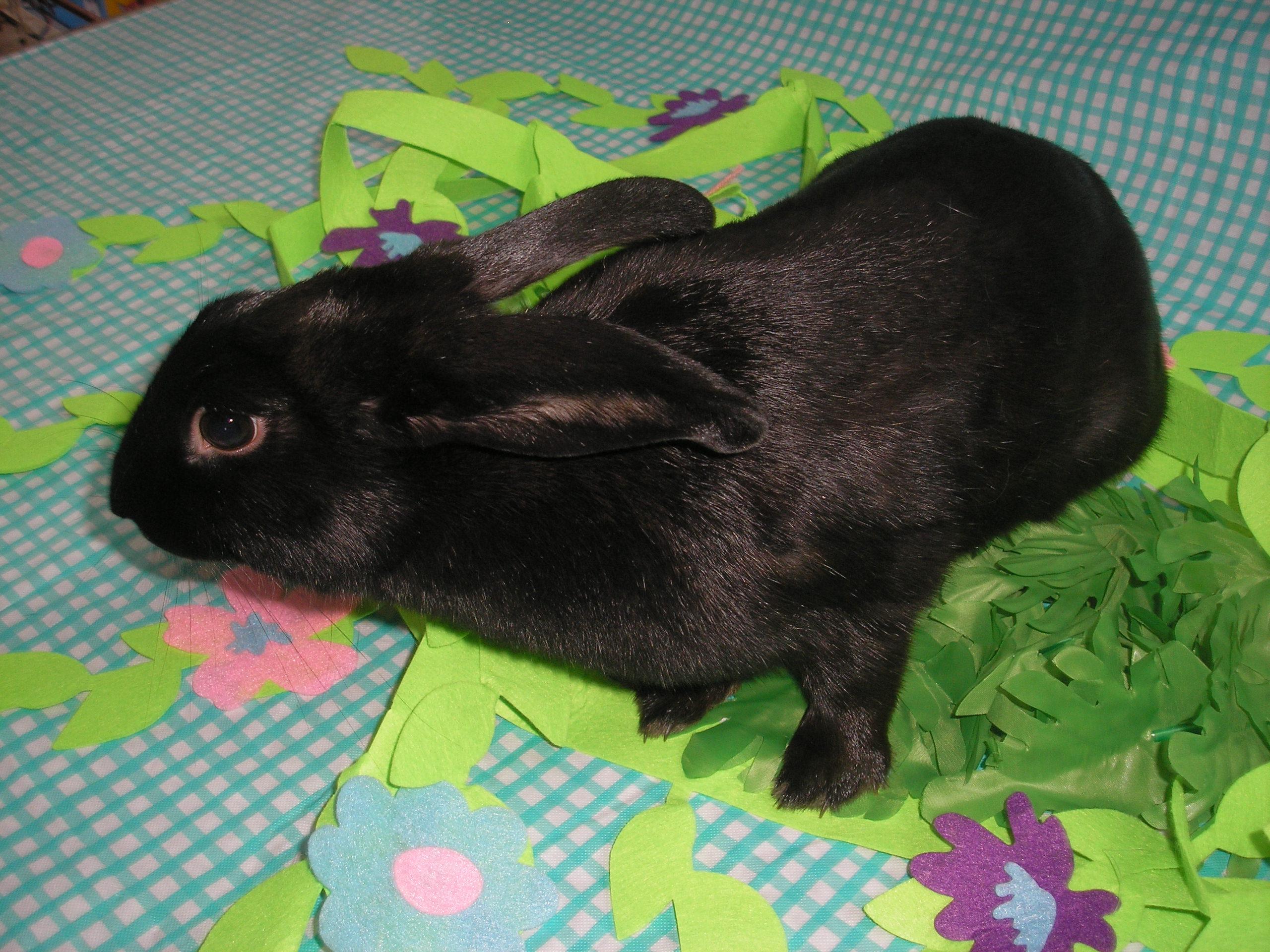 Ebony, an adoptable Beveren in Jefferson, LA image 2/5
