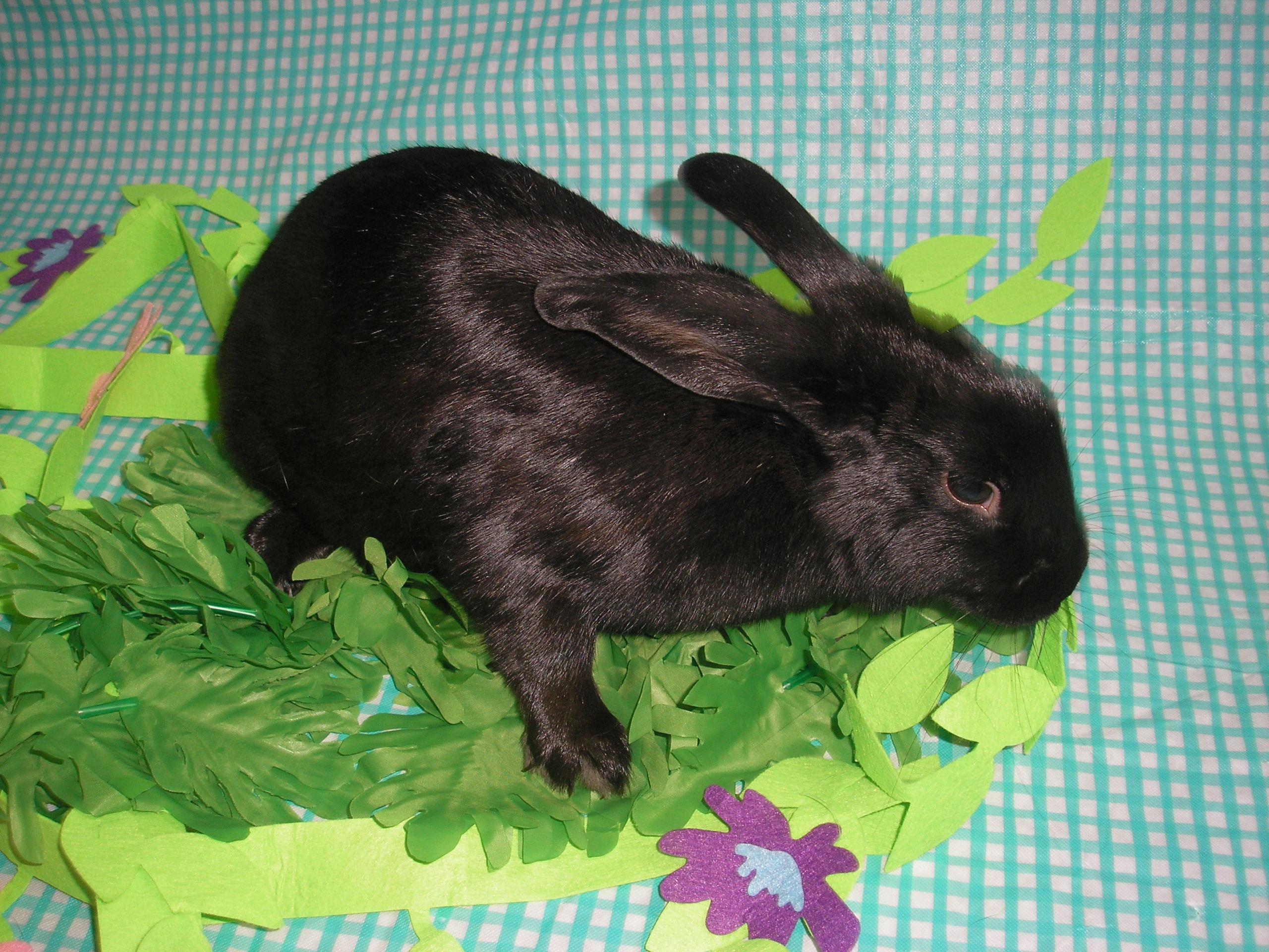 Ebony, an adoptable Beveren in Jefferson, LA image 3/5