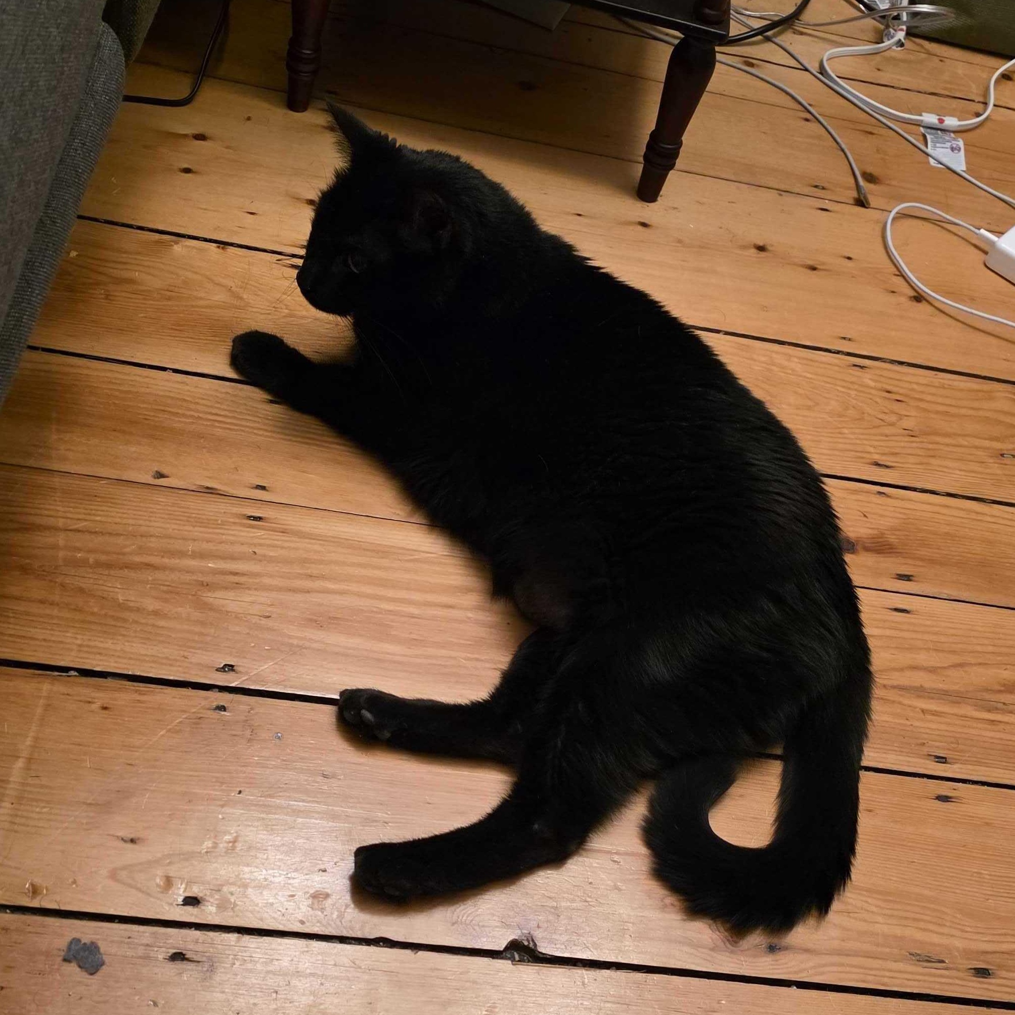 Enlarge Libby & Lulu, a Adoptable Domestic Short Hair in Waltham, MA image 4/6