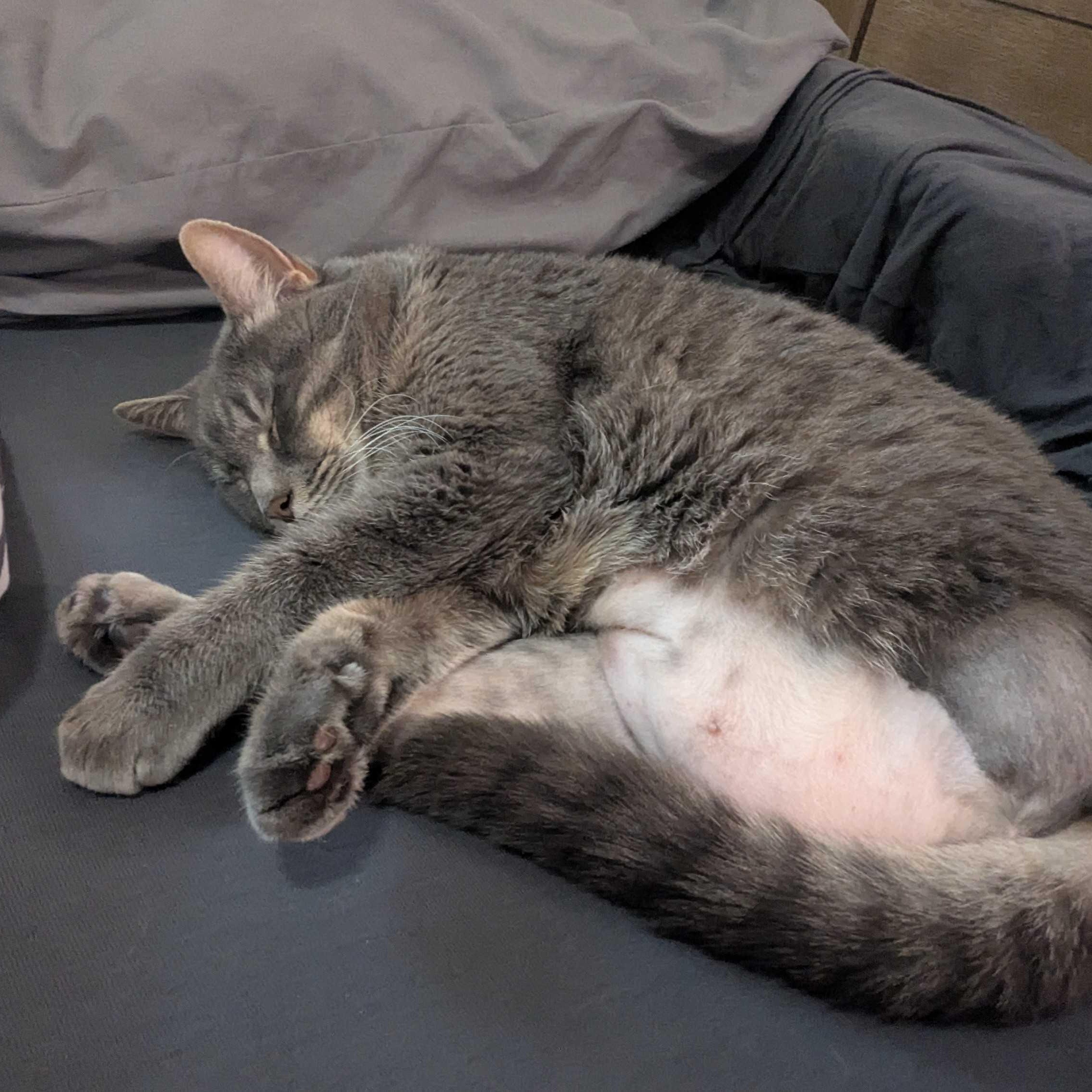 Enlarge Libby & Lulu, a Adoptable Domestic Short Hair in Waltham, MA image 5/6