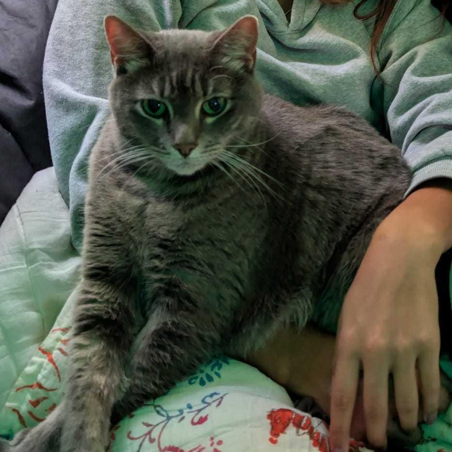 Enlarge Libby & Lulu, a Adoptable Domestic Short Hair in Waltham, MA image 3/6