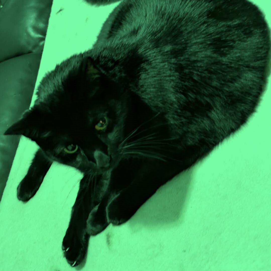 Enlarge Libby & Lulu, a Adoptable Domestic Short Hair in Waltham, MA image 2/6