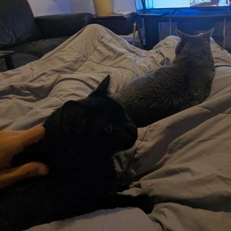 Enlarge Libby & Lulu, a Adoptable Domestic Short Hair in Waltham, MA image 1/6