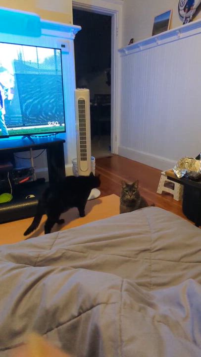 Enlarge Libby & Lulu, a Adoptable Domestic Short Hair in Waltham, MA video 6/6