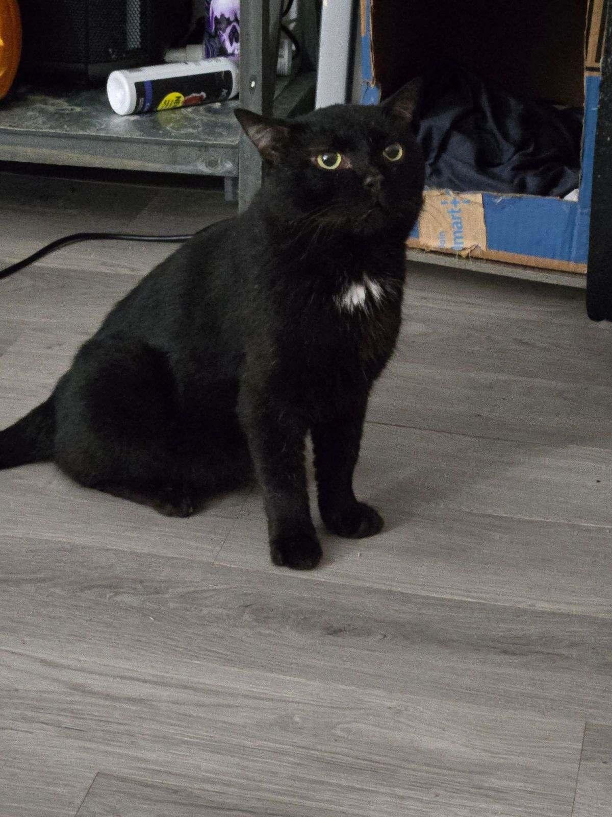 Enlarge Midnight   (nd), a Adoptable Domestic Short Hair in White Bluff, TN image 1/1