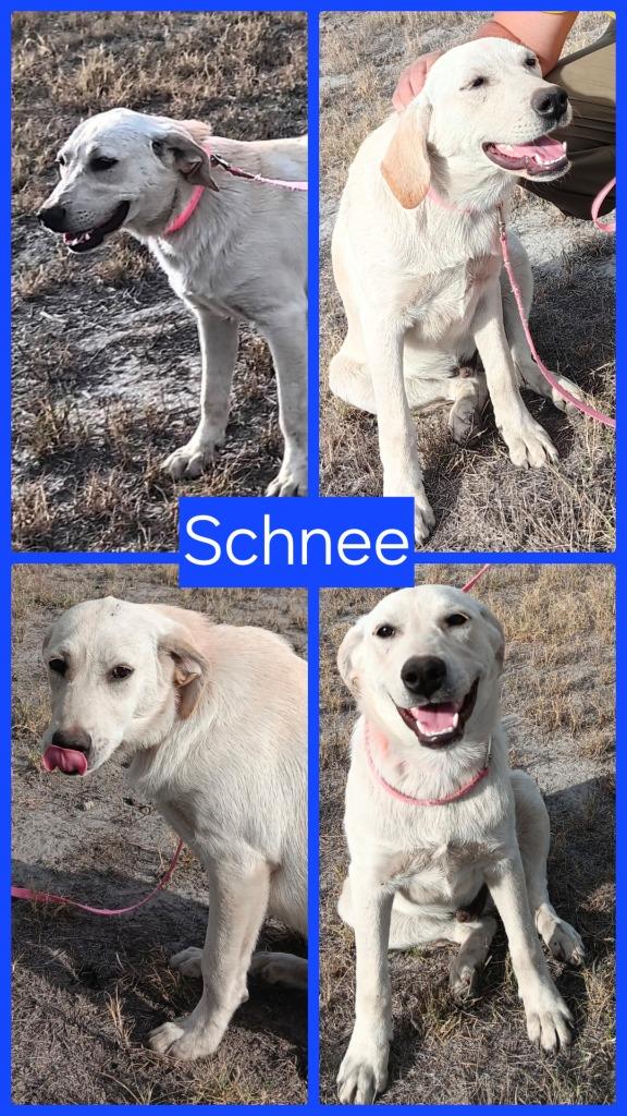 Enlarge Schnee K 6, an adopted mixed breed in Fort Stockton, TX image 1/3