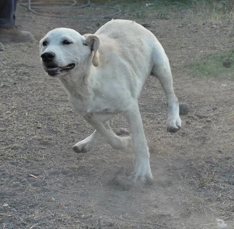 Enlarge Schnee K 6, an adopted mixed breed in Fort Stockton, TX image 3/3