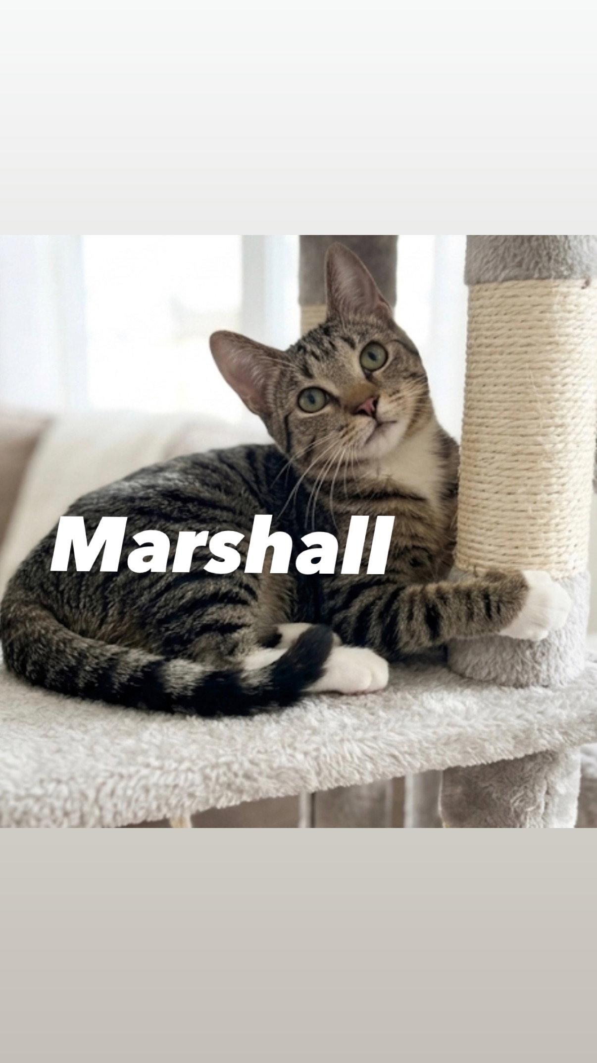 Enlarge Marshall, a Adoptable Domestic Short Hair in Chandler, AZ image 1/3