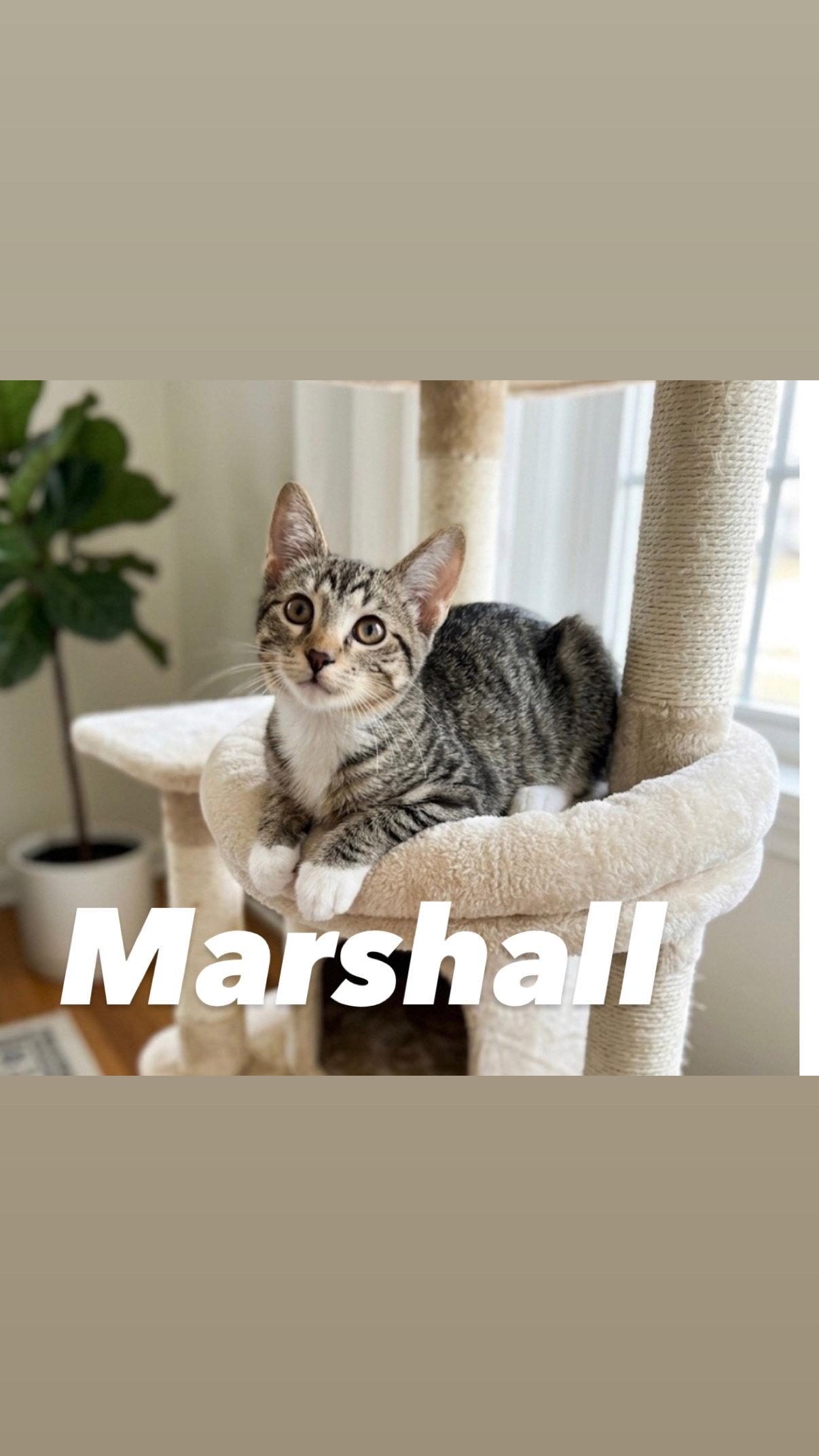 Enlarge Marshall, a Adoptable Domestic Short Hair in Chandler, AZ image 2/3