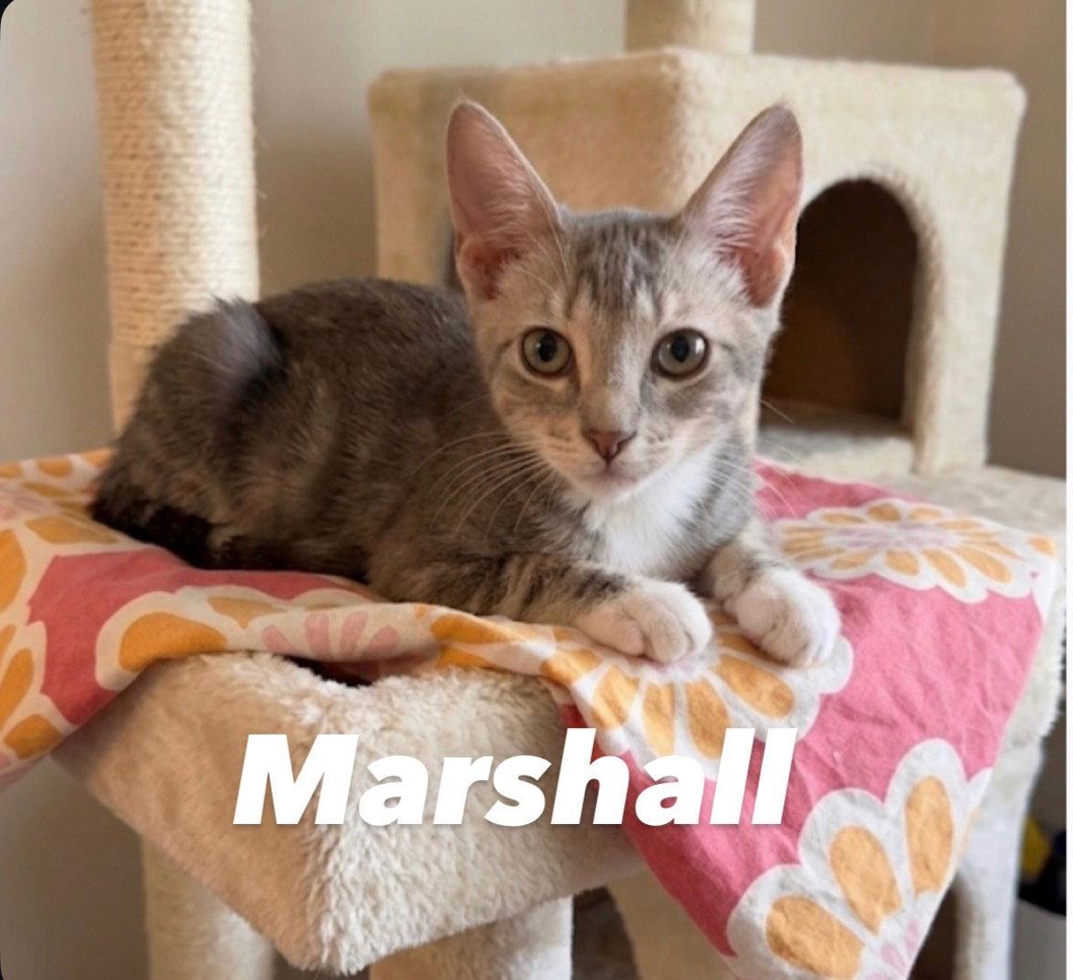 Enlarge Marshall, a Adoptable Domestic Short Hair in Chandler, AZ image 3/3