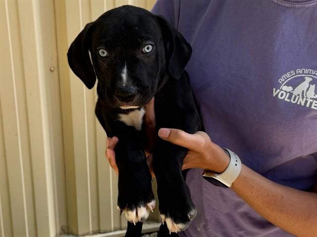 Enlarge ALEXANDER, a Adoptable mixed breed in Ames, IA image 1/1