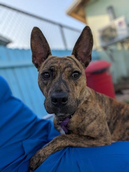 Enlarge Beanie, a ADOPTABLE mixed breed in Inverness, FL image 2/2