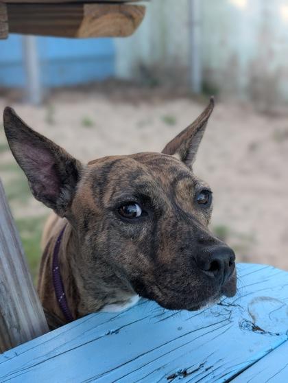 Enlarge Beanie, a ADOPTABLE mixed breed in Inverness, FL image 1/2