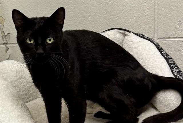 Enlarge BICHOTE, a Adoptable Domestic Short Hair in Olathe, KS image 1/1