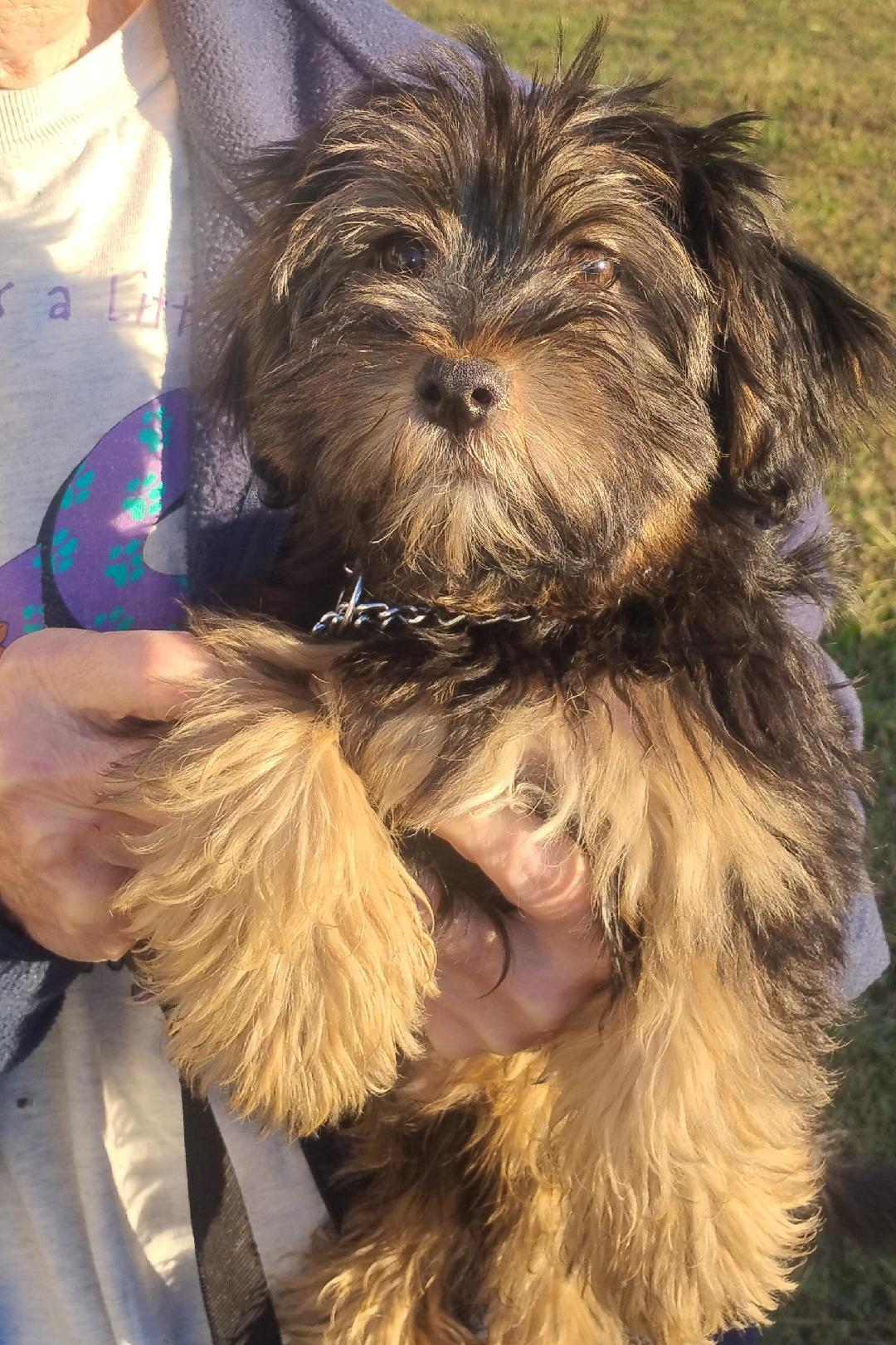 Shaggy, adopted, Puppy Male Yorkshire Terrier & Australian Shepherd.