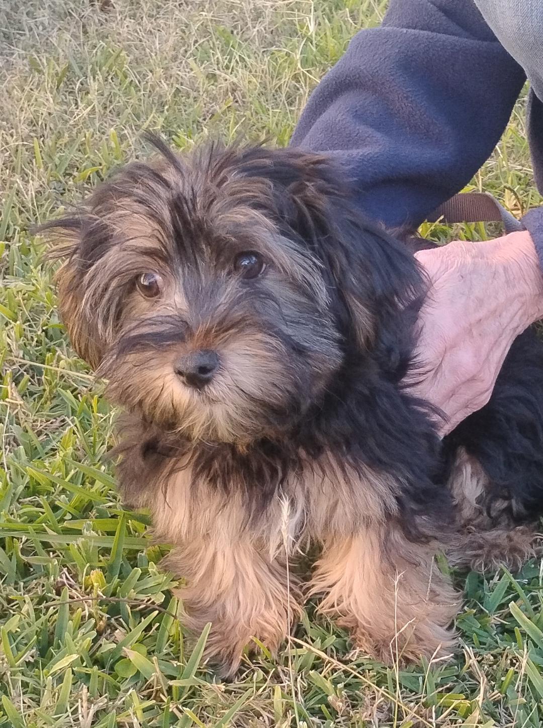 Enlarge Shaggy, an adopted mixed breed in Sulphur, OK image 2/2