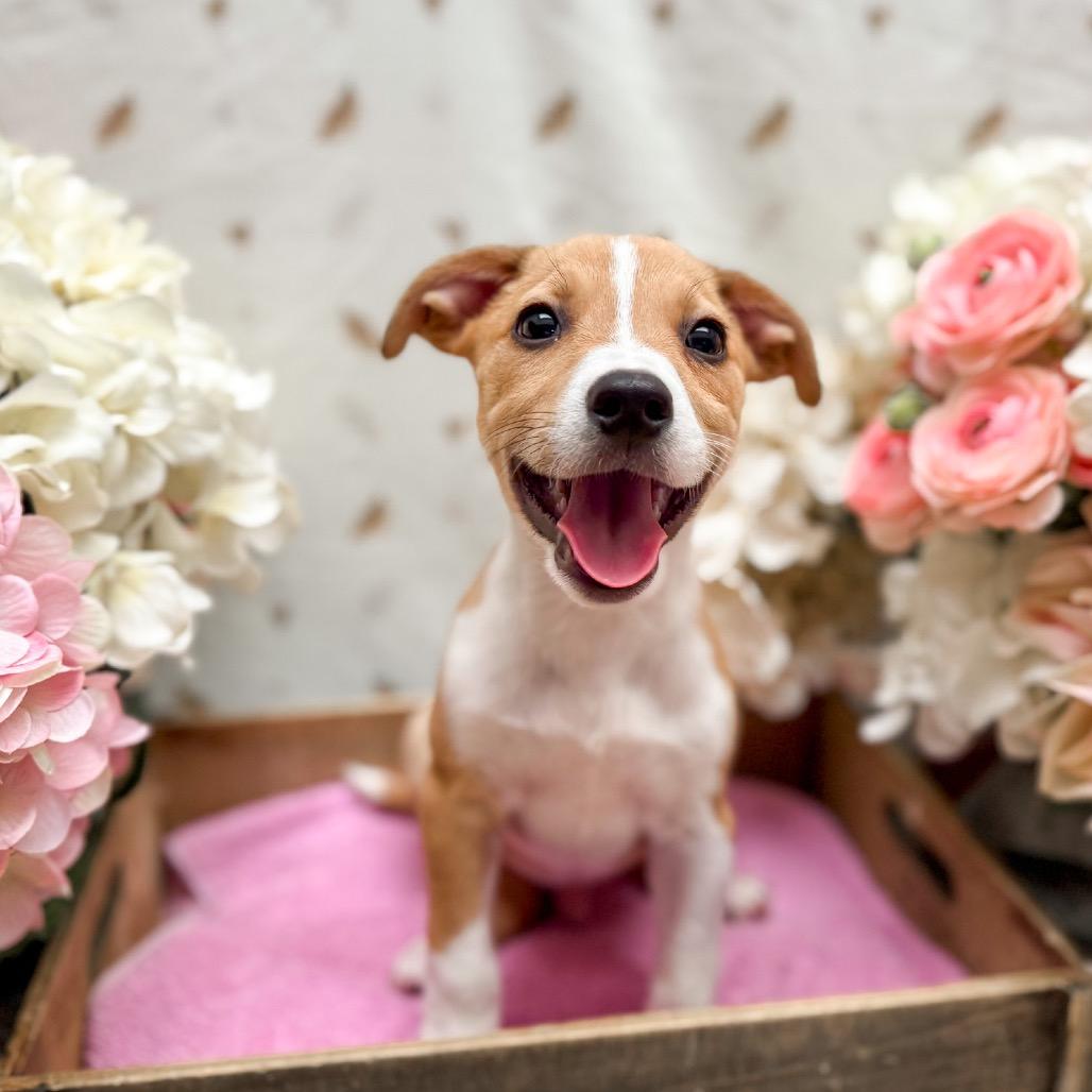 Axle, Adoptable, Puppy Male Corgi & Chihuahua.