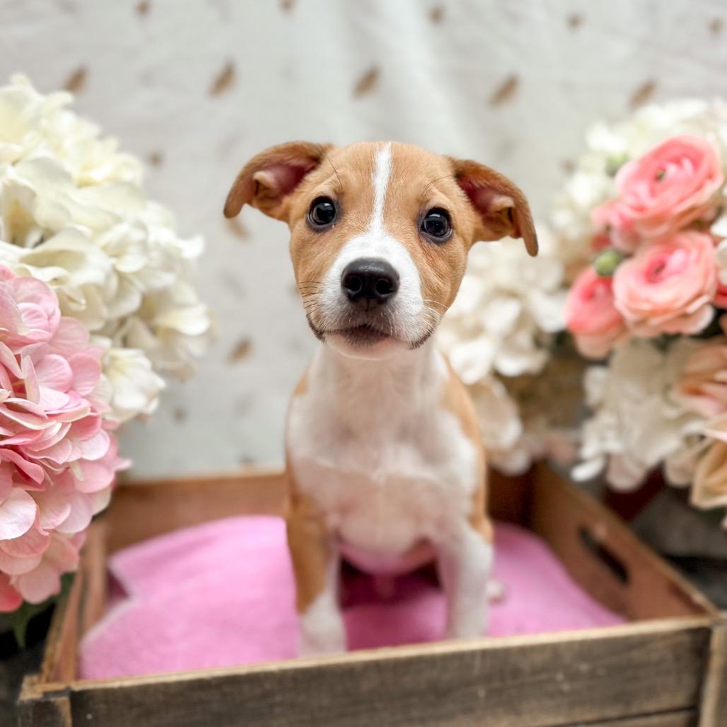 Axle, a Adoptable mixed breed in Newberg, OR image 3/4
