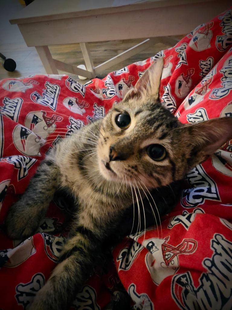 Artie, Adopted, Young Male Domestic Short Hair.