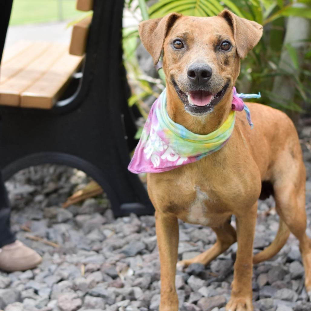 Honey, a Adoptable Mixed Breed in Kailua Kona, HI image 1/6