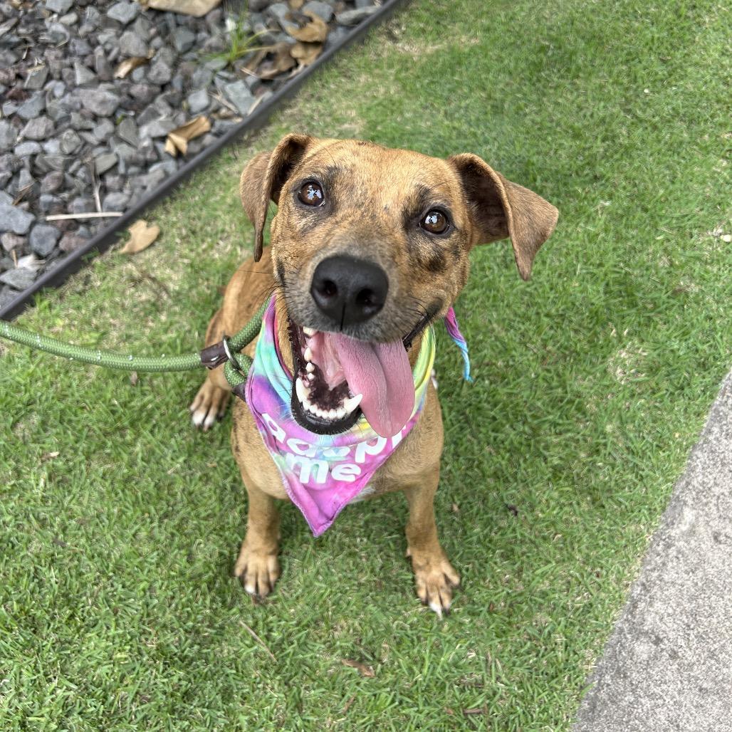 Honey, a Adoptable Mixed Breed in Kailua Kona, HI image 2/6