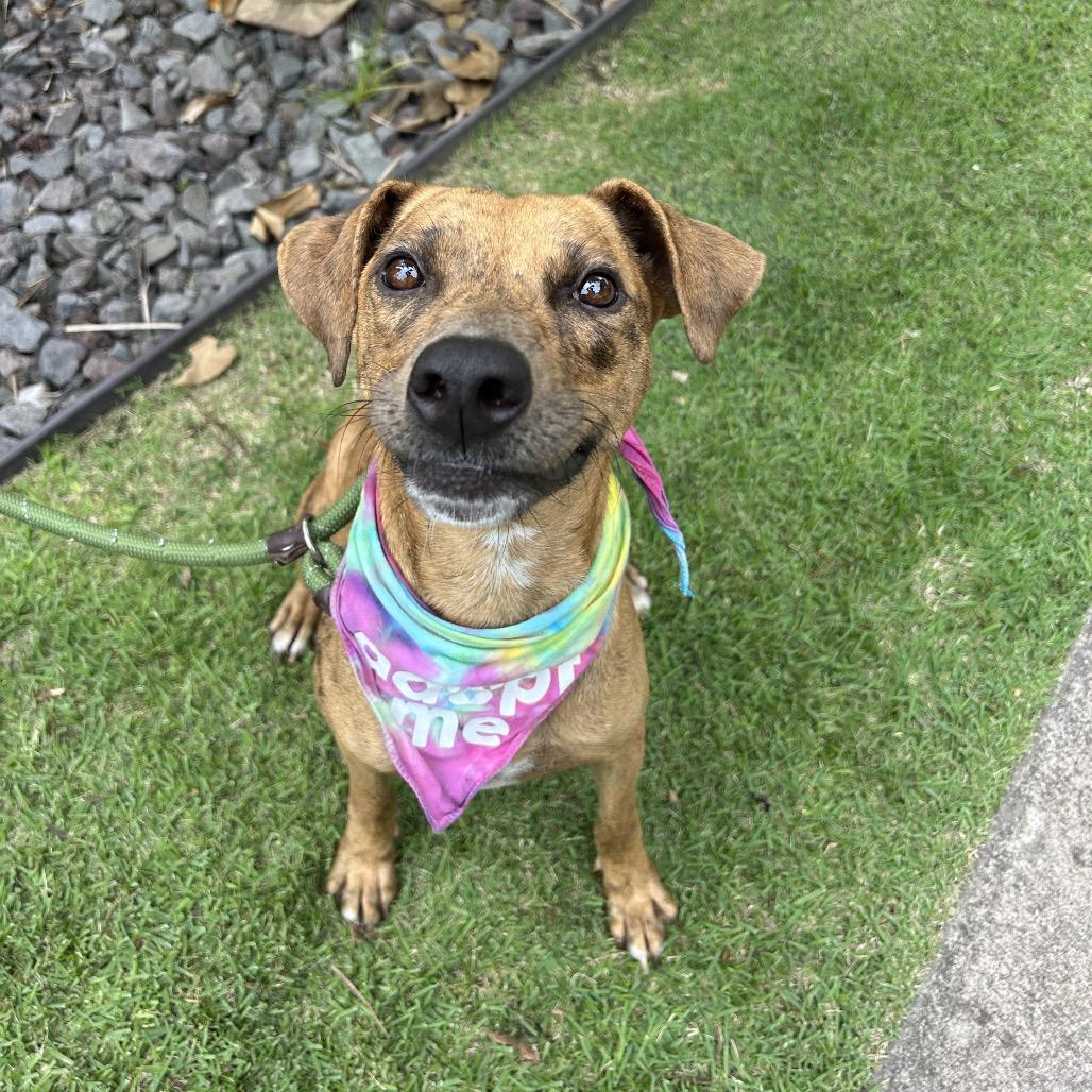 Honey, a Adoptable Mixed Breed in Kailua Kona, HI image 3/6