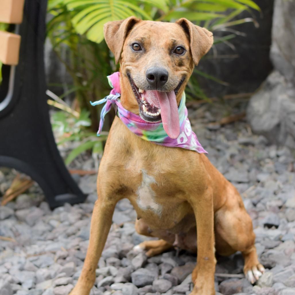 Honey, a Adoptable Mixed Breed in Kailua Kona, HI image 4/6