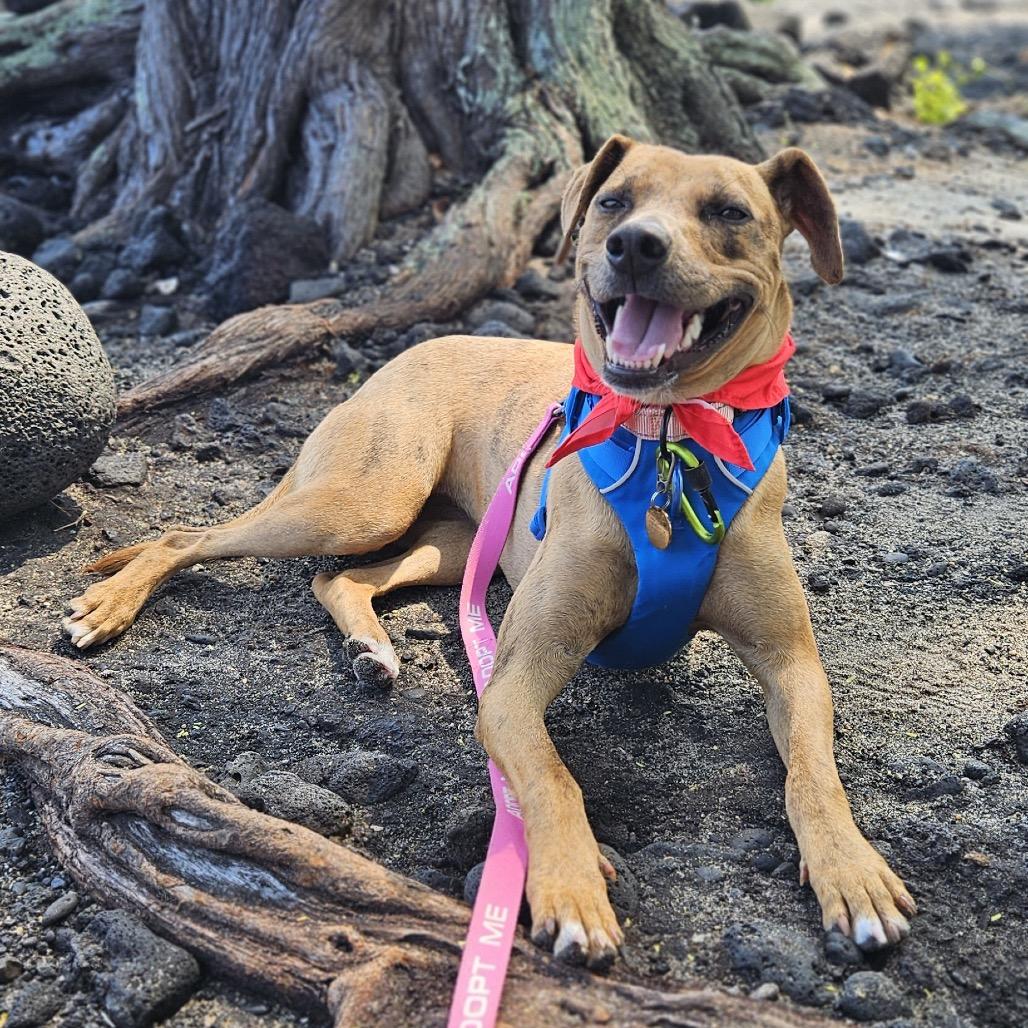 Honey, a Adoptable Mixed Breed in Kailua Kona, HI image 5/6