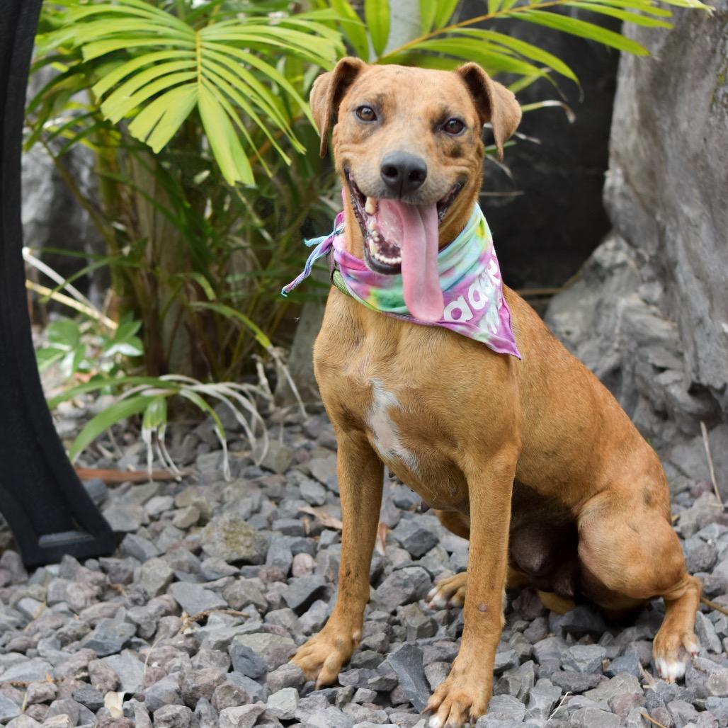 Honey, a Adoptable Mixed Breed in Kailua Kona, HI image 6/6