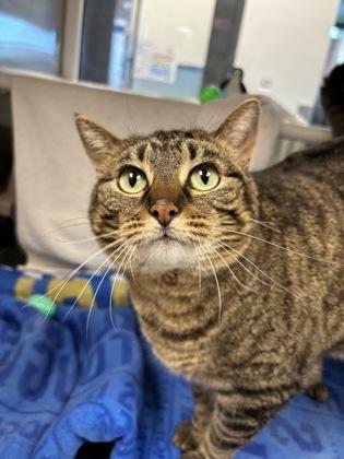 Bella, Adoptable, Adult Female Domestic Short Hair.