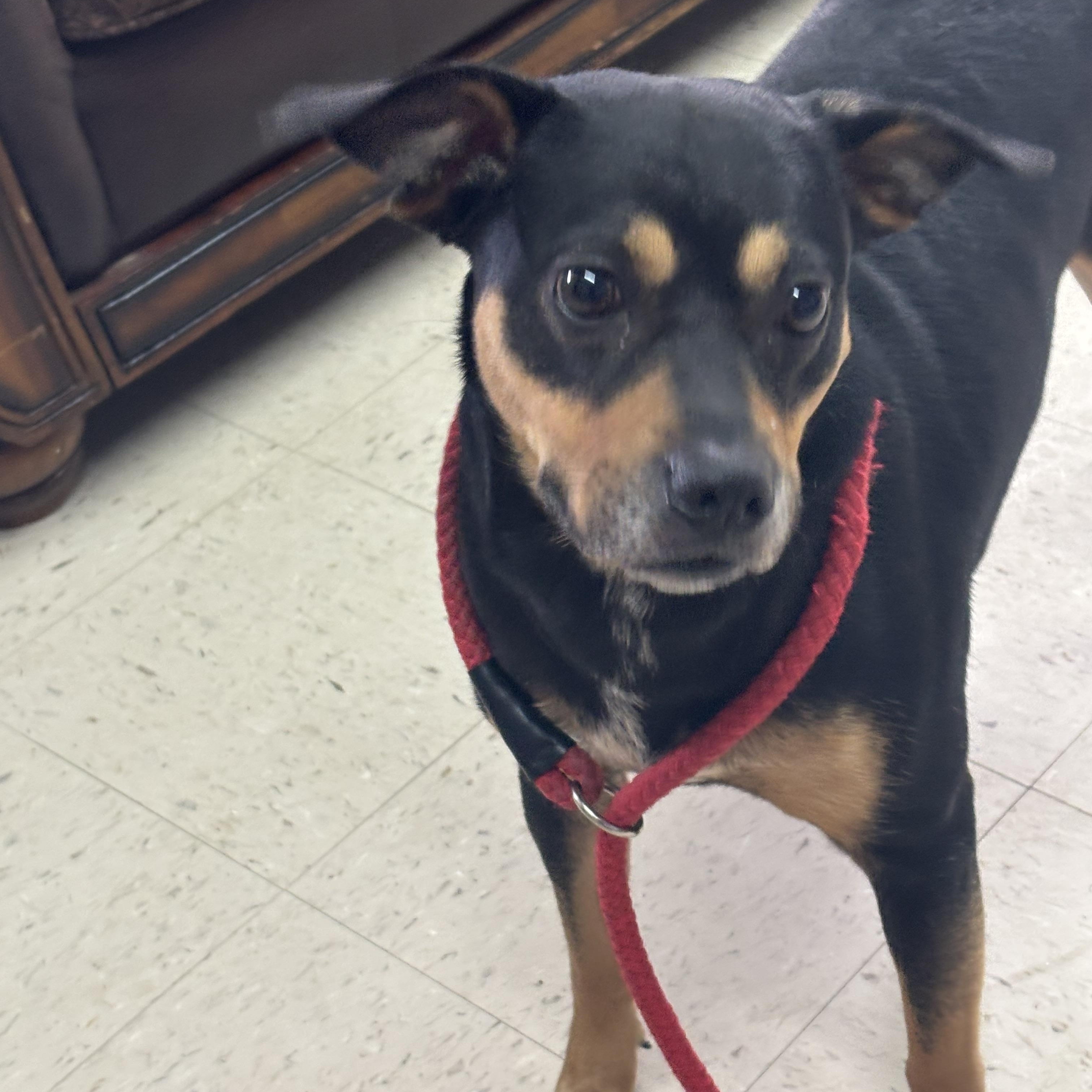 ChiChi, Adoptable, Adult Female Rottweiler & Pit Bull Terrier.