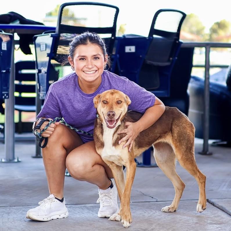 Mollie, Adoptable, Young Female Australian Shepherd & Mixed Breed.
