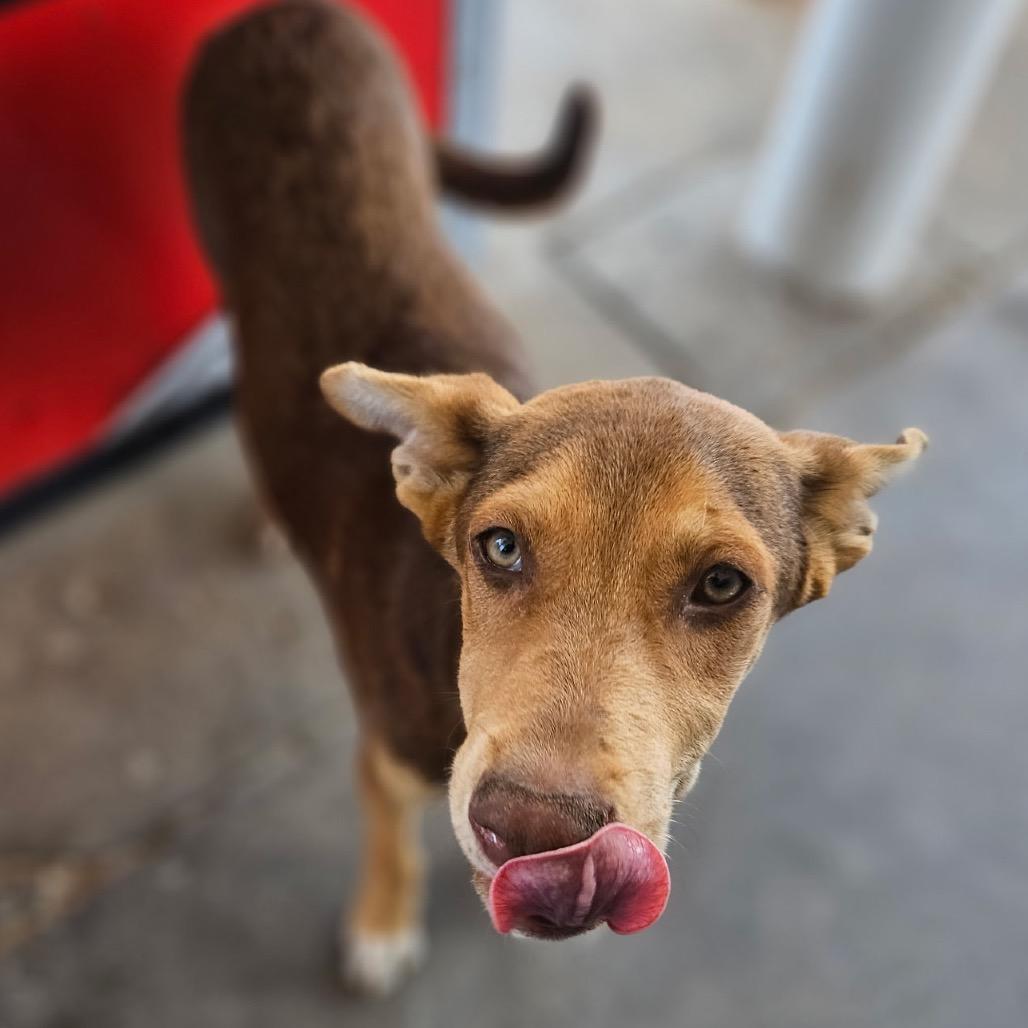 Enlarge Mollie, a Adoptable mixed breed in Midland, TX image 2/5