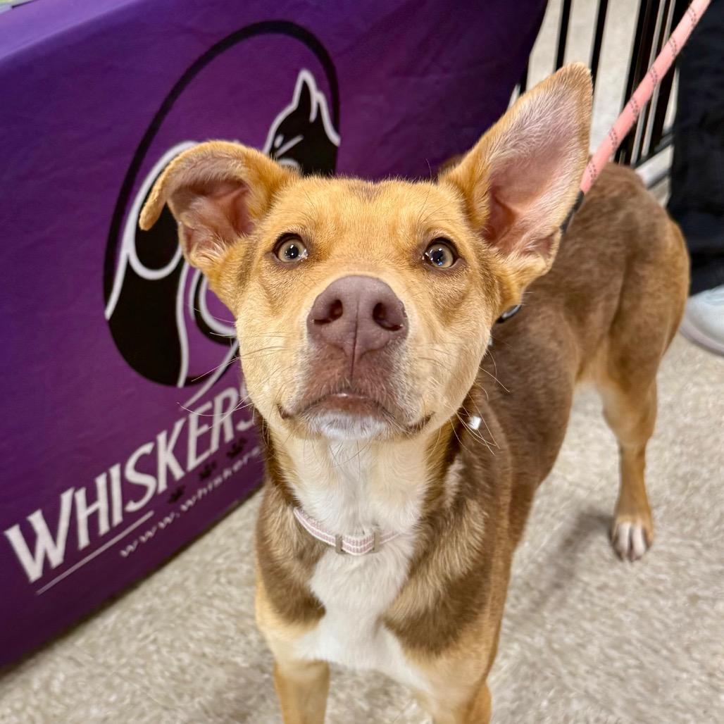 Enlarge Mollie, a Adoptable mixed breed in Midland, TX image 4/5