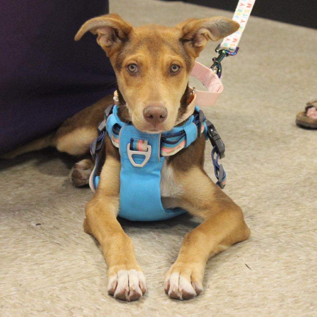 Enlarge Mollie, a Adoptable mixed breed in Midland, TX image 5/5