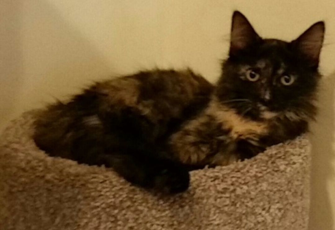 Isabella thumbnail 4