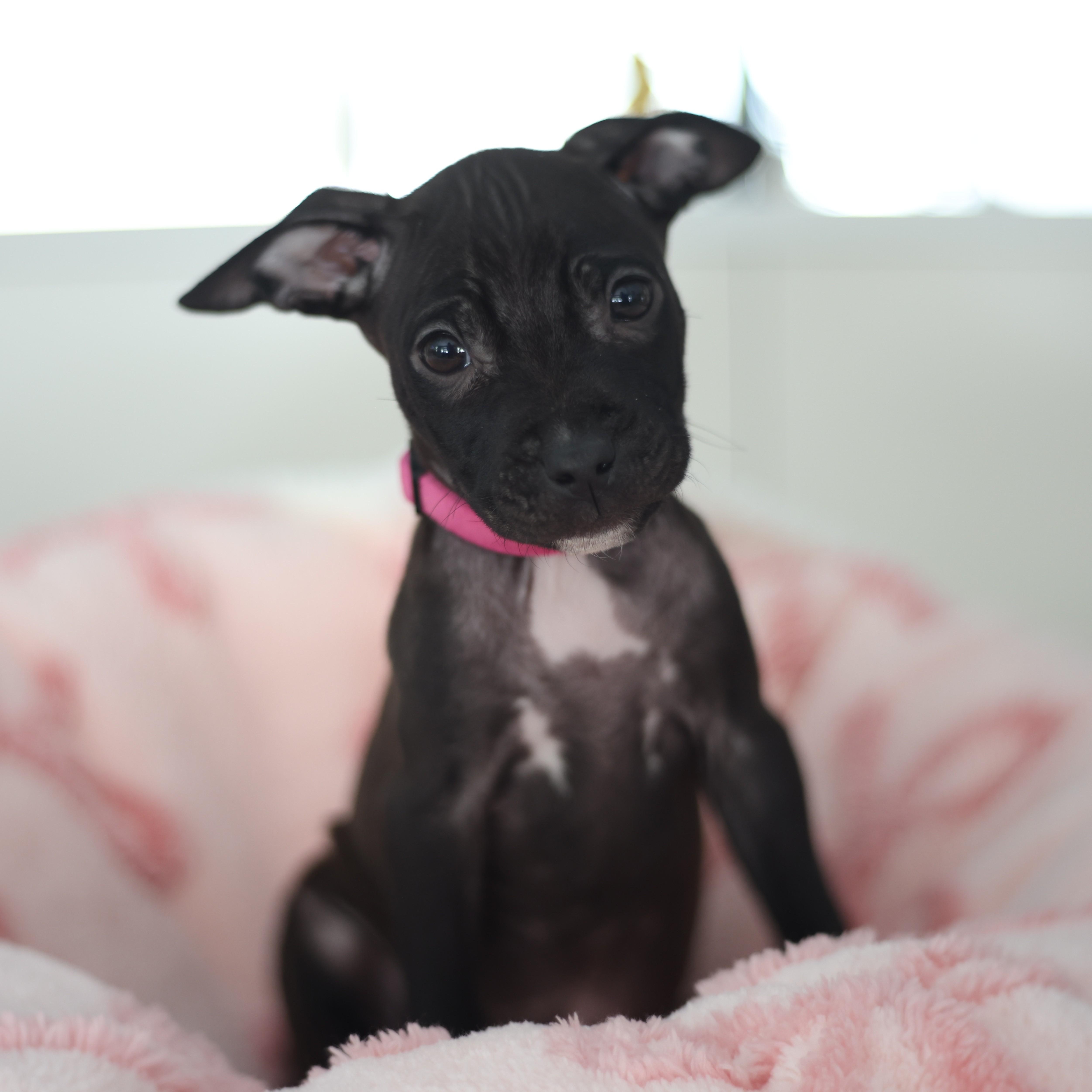 Loving, an adopted mixed breed in Detroit, MI image 1/3