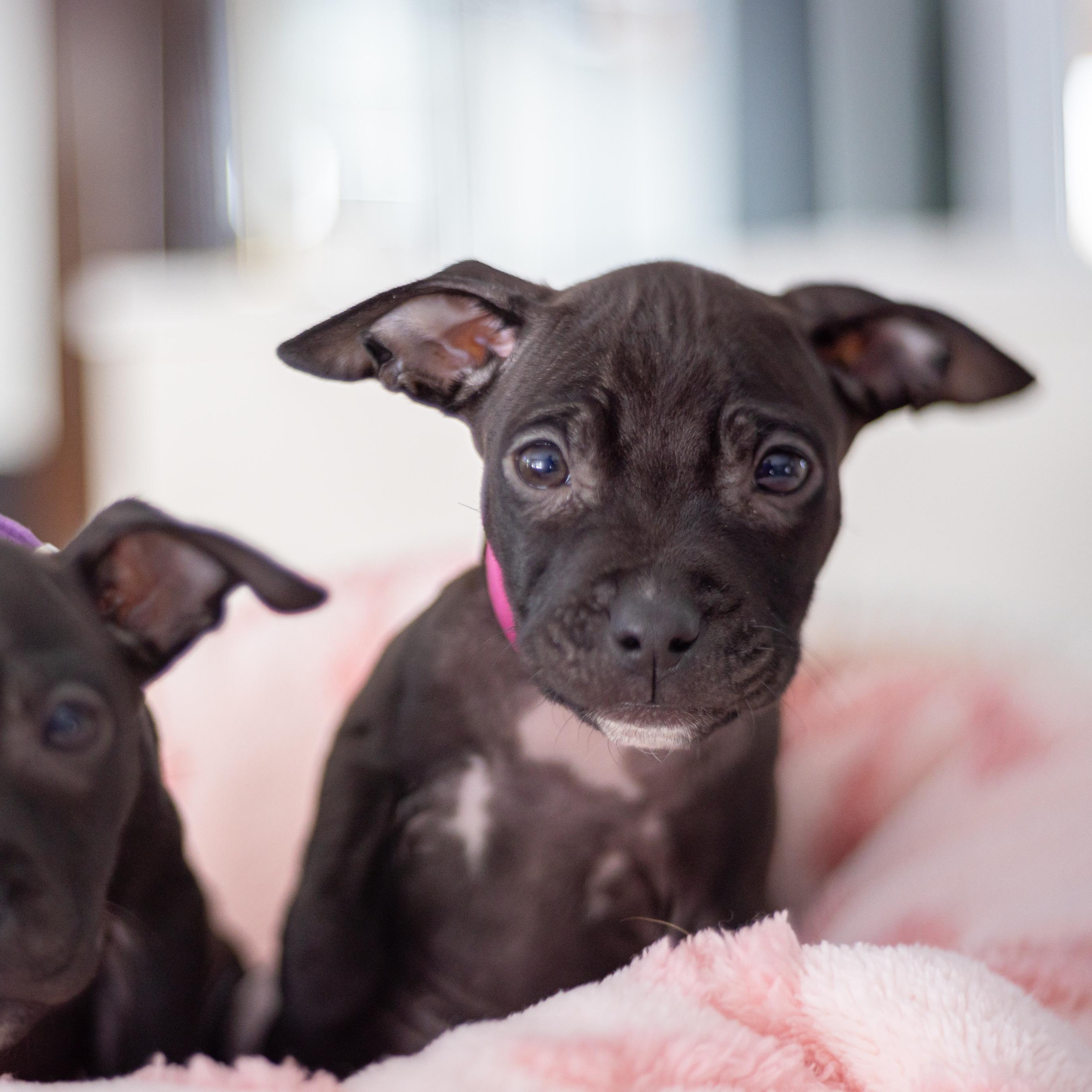 Loving, an adopted mixed breed in Detroit, MI image 2/3